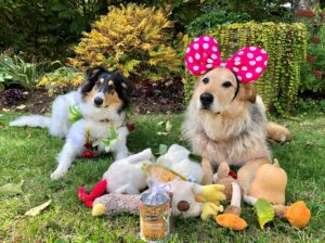 Halloween Dogs Charlie & Mochi Oct 2023